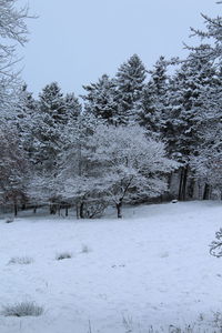 Trees on snow covered landscape