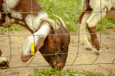 View of a goat against fence eating grass