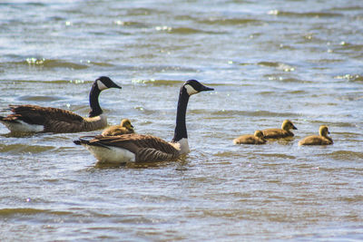 Ducks swimming in lake