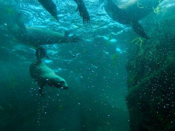 People swimming in sea