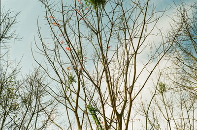 Low angle view of bare tree against sky