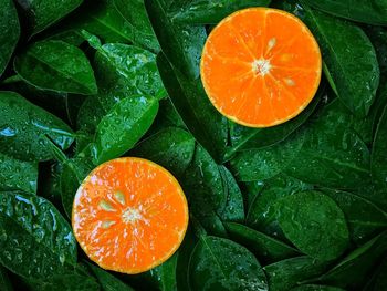 High angle view of orange fruit