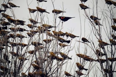 Low angle view of birds against sky