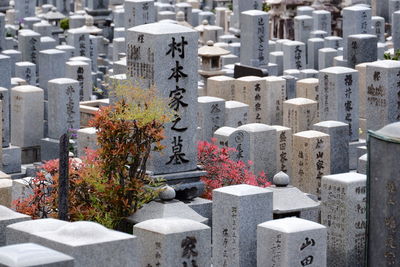 Plants growing in cemetery