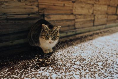 Portrait of cat sitting outdoors