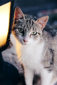 Close-up portrait of cat