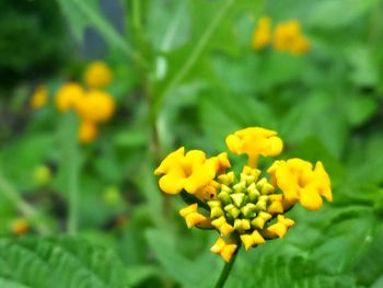 Close-up of yellow flower