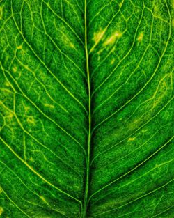 Close-up of fresh green leaf
