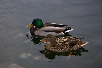 High angle view of mallard ducks swimming in lake