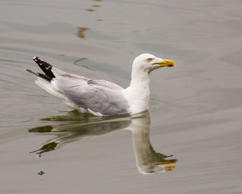 Close-up of bird in lake