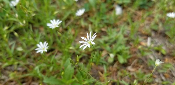 Close-up of white flowering plant on field