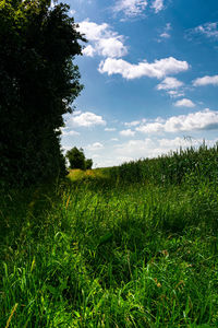 Scenic view of agricultural field against sky