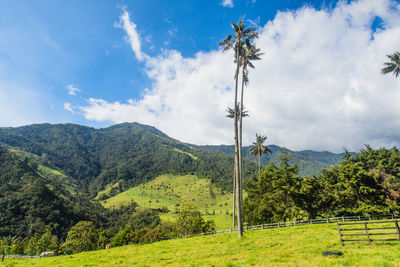 Trees on field against sky