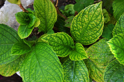 Full frame shot of green leaves