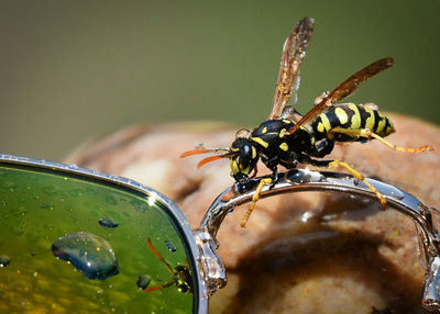 Close-up of insect on wet glass