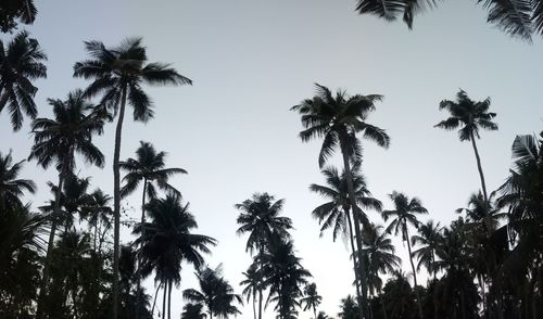 Low angle view of palm trees against clear sky