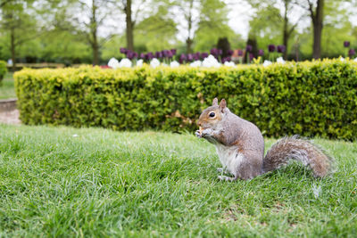 Squirrel on grass in park