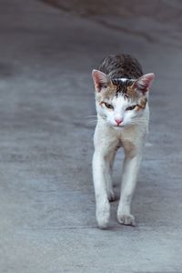 Cat walking like a tiger