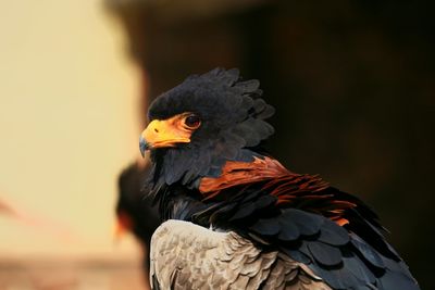 Close-up of eagle