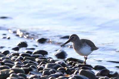 Bird on beach