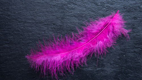 Close-up of feather against black background