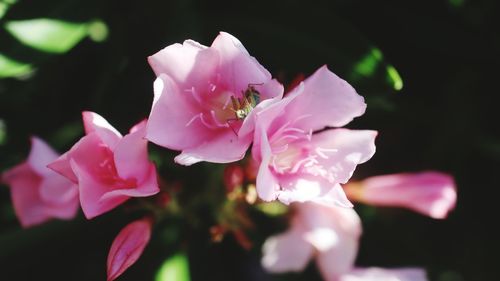 Close-up of pink rose