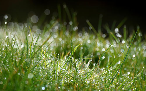 Close-up of wet grass on field during rainy season