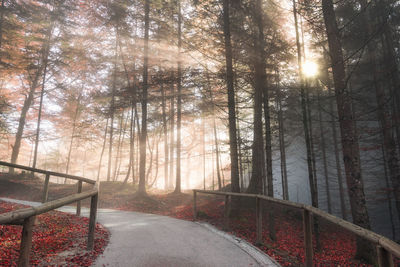 Trees in forest during winter