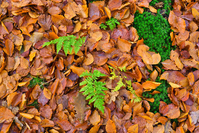 High angle view of autumn leaves