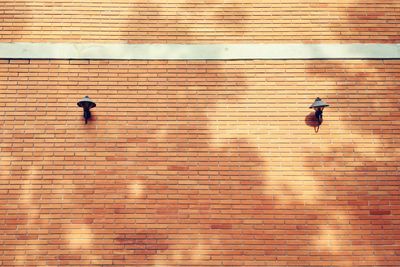 Bird on brick wall