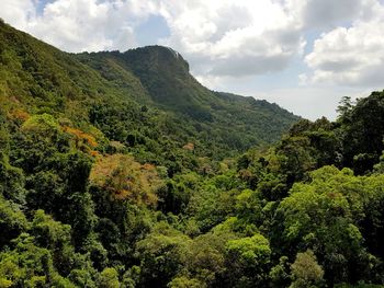 Scenic view of forest against sky