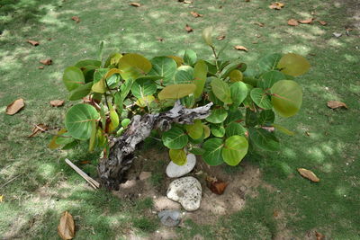 High angle view of plants