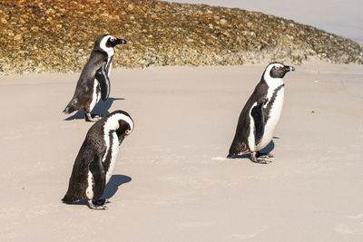 Close-up of penguin