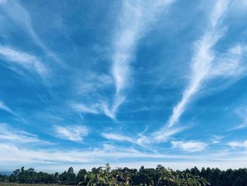 Low angle view of trees against blue sky