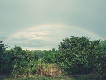 Scenic view of trees against rainbow in sky