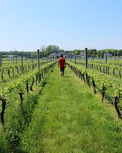 Rear view of man walking in vineyard