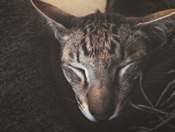 Close-up portrait of a cat at home