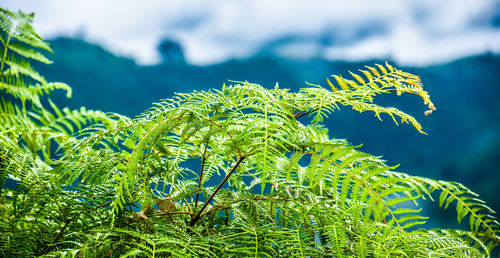 Close-up of pine tree