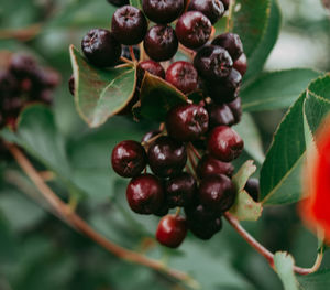 Close-up of cherries growing on plant