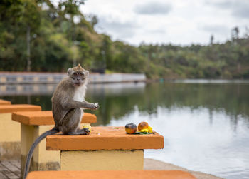 Monkey on riverbank against sky