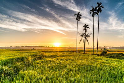 Scenic view of field against sky during sunset