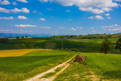 Scenic view of agricultural field against sky