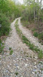 Footpath in forest