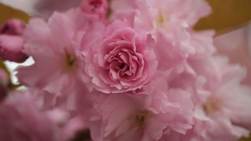 Close-up of pink sakura cherry blossom