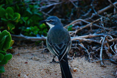 Bird perching on a field