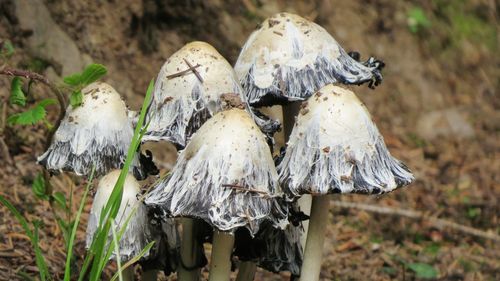 Close-up of mushrooms growing on field