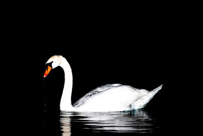 Swan swimming in lake