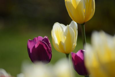 Close-up of yellow tulips