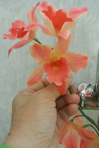 Close-up of hand holding orange flower