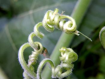 Close-up of green plant